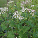 Image for article titled 10 of the World's Deadliest Plants — And How They Kill You